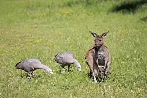 Eastern grey kangaroo, adult with young in pouch in a meadow