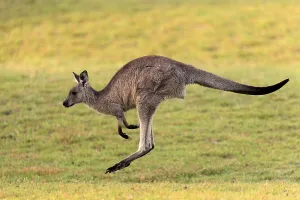 Eastern grey kangaroo (Macropus giganteus)