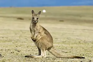 Eastern Grey Kangaroo, Macropus giganteus