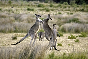 Eastern Grey Kangaroo (Macropus giganteus)