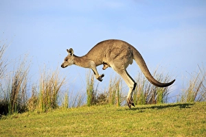 Eastern grey kangaroo (Macropus giganteus)
