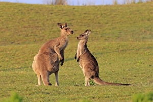 Eastern grey kangaroo (Macropus giganteus)