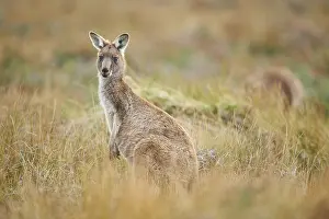 Eastern grey kangaroo (Macropus giganteus)