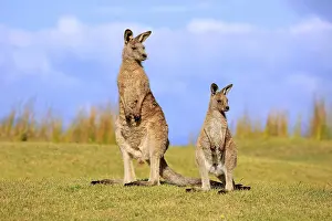 Eastern grey kangaroo (Macropus giganteus)
