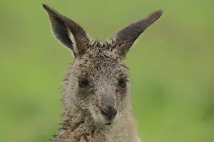 Eastern grey kangaroo (Macropus giganteus)