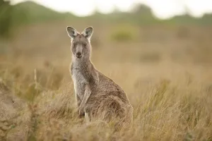 Eastern grey kangaroo (Macropus giganteus)
