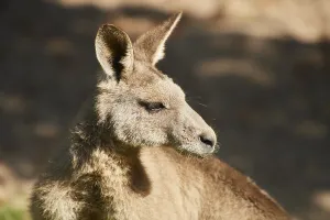 Eastern grey kangaroo (Macropus giganteus)