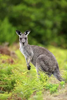 Eastern Grey Kangaroo (Macropus giganteus)