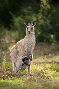 Eastern grey kangaroo (Macropus giganteus)