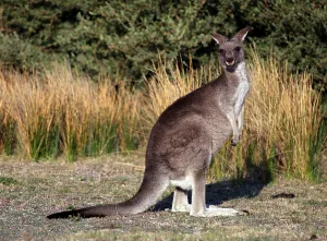 Eastern Grey Kangaroo (Macropus giganteus)