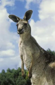 Eastern grey kangaroo (macropus giganteus)