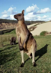 Eastern Grey Kangaroo (Macropus giganteus)