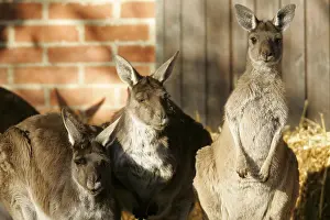 Eastern grey kangaroo (Macropus giganteus)
