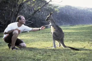 Eastern grey kangaroo (Macropus giganteus)