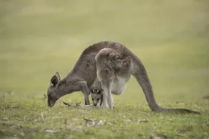 Eastern grey kangaroo (Macropus giganteus) adult and baby joey in it's mothers pouch