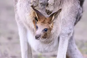 Eastern grey kangaroo (Macropus giganteus) carring a smalll baby in his pouches
