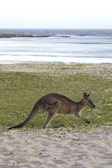 Eastern grey kangaroo (Macropus giganteus) in the evening light at Pebbly Beach