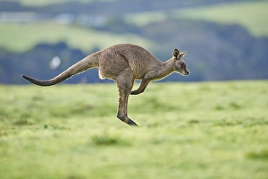 Eastern grey kangaroo (Macropus giganteus) jumping on a meadow