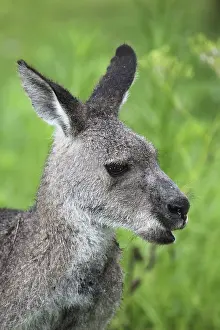 Eastern grey kangaroo (Macropus giganteus) in the rain in Australia