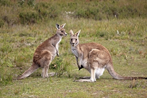 Eastern Grey kangaroos (Macropus giganteus)