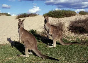Eastern Grey Kangaroos (Macropus giganteus)
