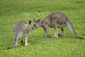 Two Eastern grey kangaroos (Macropus giganteus) kissing on a meadow on a rainy day