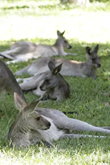 Eastern Grey Kangaroos (Macropus giganteus) sitting on the graB in Queensland