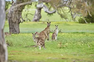 Eastern grey kangaroos (Macropus giganteus) wildlife on a meadow in Australia