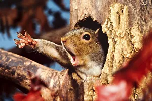 Eastern Grey Squirrel (Sciurus carolinensis) adult
