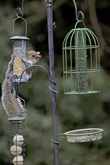 Eastern Grey Squirrel (Sciurus carolinensis) introduced species