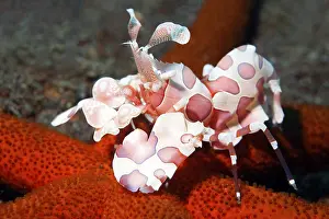 Eastern harlequin shrimp ( Hymenocera picta) captures starfish