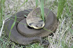 Eastern hog-nosed snake (Heterodon platirhinos) coiled up in grass