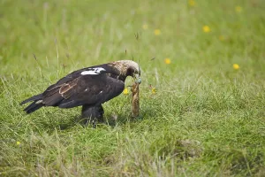 Eastern Imperial Eagle (Aquila heliaca) with prey