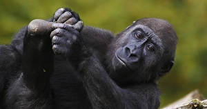 Eastern Lowland Gorilla (gorilla gorilla) graueri
