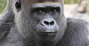 Eastern Lowland Gorilla (gorilla gorilla) graueri