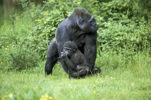 Eastern lowland gorilla (gorilla gorilla) graueri