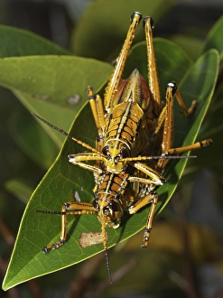 Eastern lubber grasshopper (Romalea guttata)