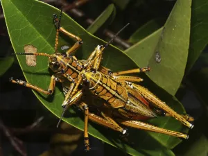 Eastern lubber grasshopper (Romalea guttata)