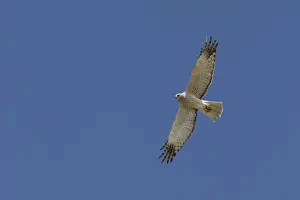 Eastern Marsh Harrier (Circus spilonotus) male flying