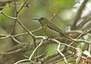 Eastern Olive Sunbird (Cyanomitra olivacea olivacea) adult