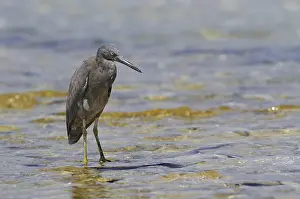 Eastern pacific reef heron (Egretta sacra) dark form