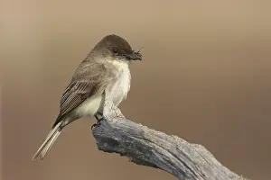Eastern Phoebe (Sayornis phoebe)