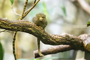 Eastern pygmy marmoset (Cebuella niveiventris) climbing on a tree in a forest