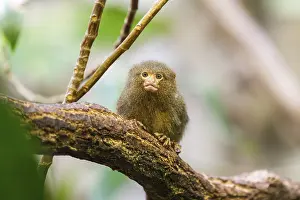 Eastern pygmy marmoset (Cebuella niveiventris) climbing on a tree in a forest