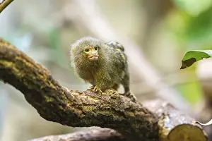Category Forests Prints: Eastern pygmy marmoset (Cebuella niveiventris) climbing on a tree in a forest