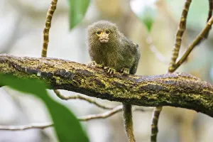 Category Forests Prints: Eastern pygmy marmoset (Cebuella niveiventris) climbing on a tree in a forest