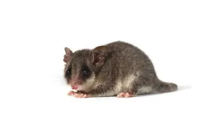 Eastern Pygmy Possum (Cercartetus nanus)