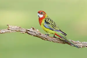 Eastern Rosella (Platycercus eximius)