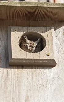 Eastern screech owl Megascops asio in a birdhouse where it has made a nest on Marco Island