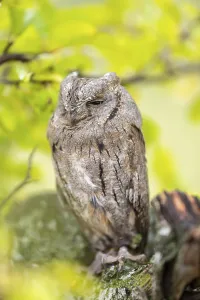 Eastern screech owl (Megascops asio) or Eastern screech-owl